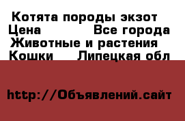 Котята породы экзот › Цена ­ 7 000 - Все города Животные и растения » Кошки   . Липецкая обл.